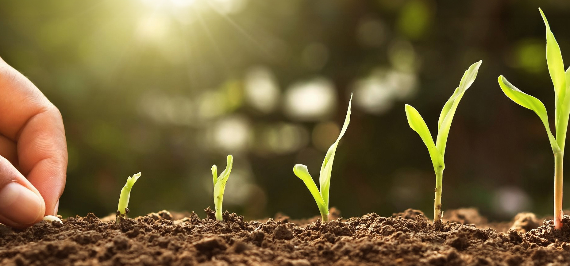 Méthodes de germination des graines